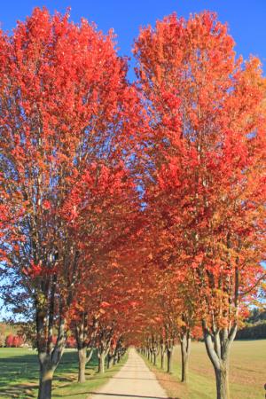 Competition entry: Red Maples In The Morning