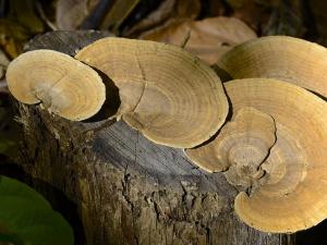 Competition entry: "Blushing Bracket"  Fungus