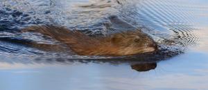 Competition entry: Evening Swim in Myrick Marsh