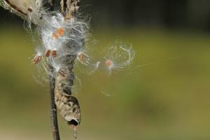 Competition entry: Wind Blowing Milkweek Seeds