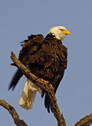 Competition entry: Drying out my wings