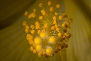 Competition entry: Flower Details at the Greenhouse