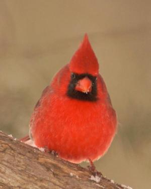 Competition entry: Northern Cardinal