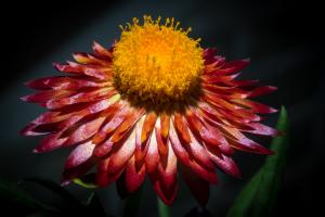 Competition entry: Orange and Red at the Greenhouse