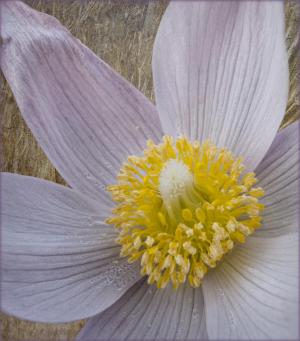 Competition entry: Pasque Flower