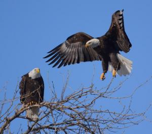 Competition entry: Eagle landing in Tree