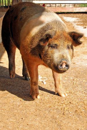 Competition entry: Oink Oink
