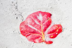 Competition entry: Sea Grape Leaf in the Sand