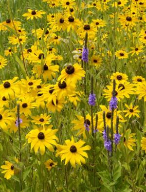 Competition entry: Summer wildflowers