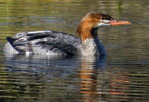 Competition entry: Merganser