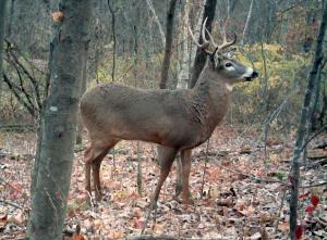 Competition entry: Watching Out for Deer Season