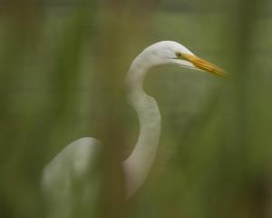 Competition entry: Waiting in the Weeds