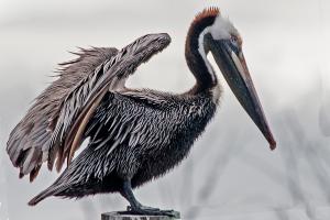 Competition entry: Wet Bird On A Post