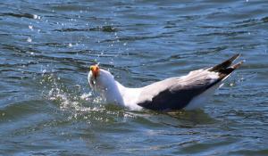 Competition entry: Splish Splash - Taking a Bath