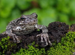 Competition entry: Tree Frog Peeking