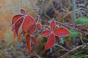 Competition entry: Frosty Leaves