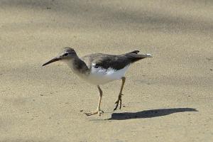 Competition entry: Sandpiper and its Shadow