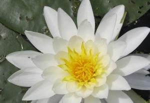 Competition entry: Water Lily