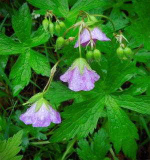 Competition entry: Dew on Wild Geranium