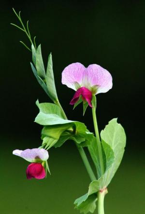 Competition entry: Pea Blossom