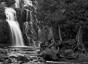 Competition entry: Lower Falls and Tree Roots