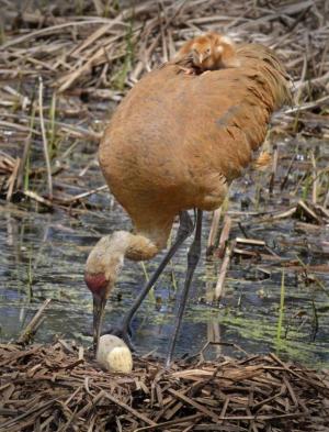 Competition entry: Sandhill and Chick #3