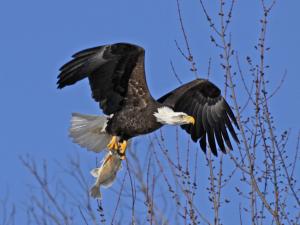 Competition entry: Eagle's Catch Of The Day