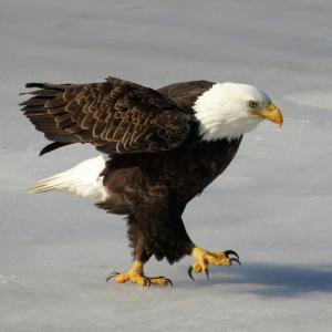 Competition entry: Little walk on the ice