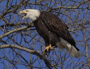 Competition entry: Screaming Bald Eagle