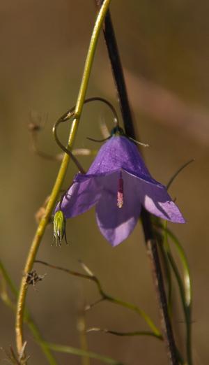 Competition entry: Last Little Flower of Fall