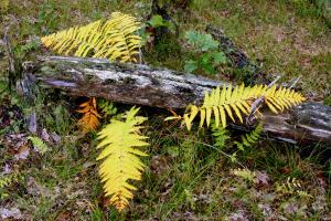 Competition entry: Fall Ferns