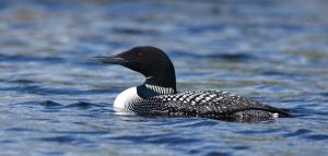 Competition entry: Common Loon