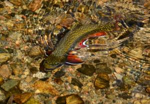 Competition entry: Swimming Up Stream