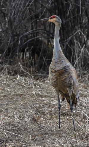 Competition entry: Sand Hill Crane