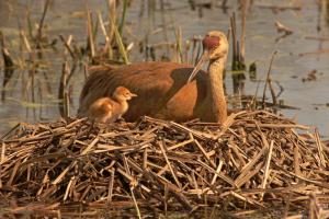 Competition entry: Sandhill Cranes