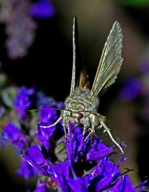 Competition entry: Nectar licking moth