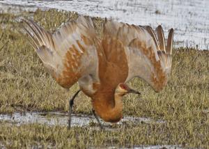 Competition entry: A "Courting" Sandhill Crane