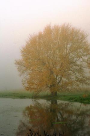 Competition entry: foggy morning