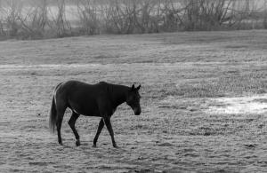 Competition entry: Misty Horse