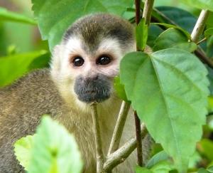 Competition entry: Squirrel Monkey - Costa Rica