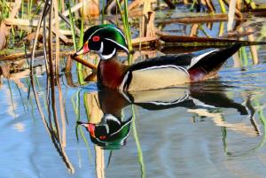 Competition entry: Wood Duck