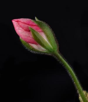 Competition entry: Geranium bud