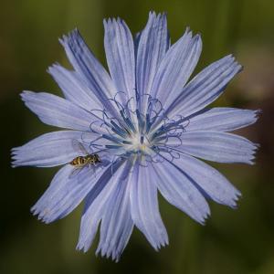 Competition entry: Bee on Flower