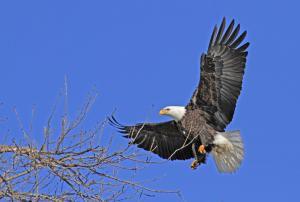 Competition entry: Flying in for a Landing