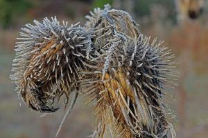 Competition entry: Prickly Weed