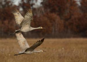 Competition entry: Sandhill Cranes in Flight