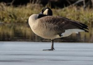 Competition entry: Dang that Ice is Cold