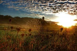 Competition entry: Nature's Tiny Spindler