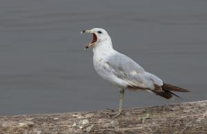 Competition entry: Seagull At Rest