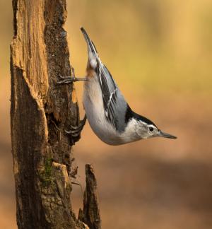 Competition entry: Nuthatch